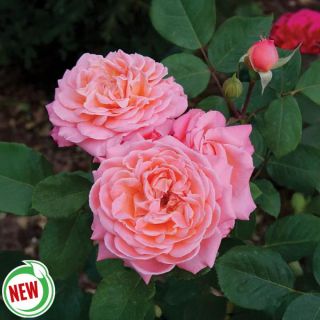 Reminiscent Coral Rose Thumbnail